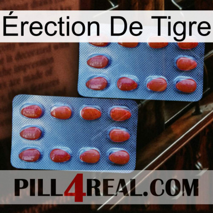 Érection De Tigre 05